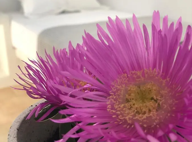 Harmony Luxury Naxos *