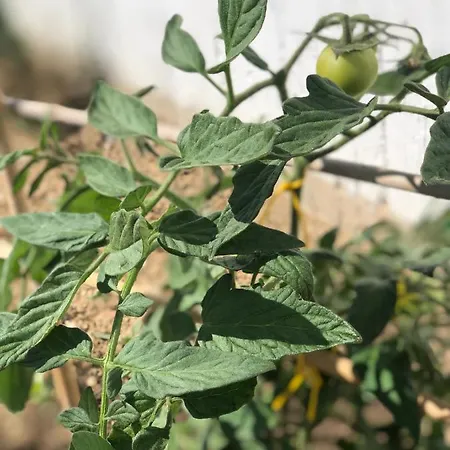 Semesterbostad Harmony Luxury Naxos Kastrákion