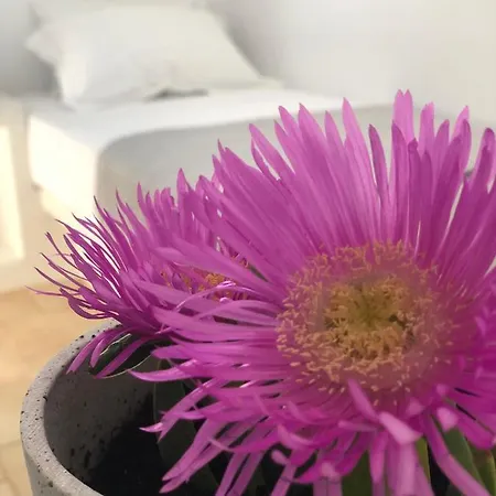 Harmony Luxury Naxos *