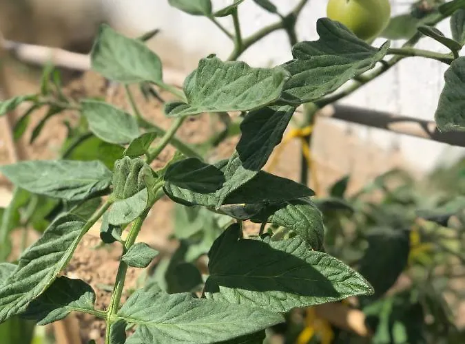 Semesterbostad Harmony Luxury Naxos Kastrákion